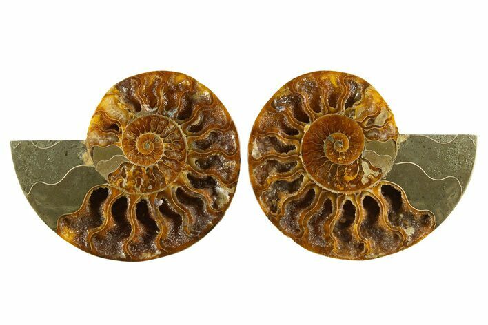 Cut & Polished, Agatized Ammonite Fossil - Crystal Pockets #310719